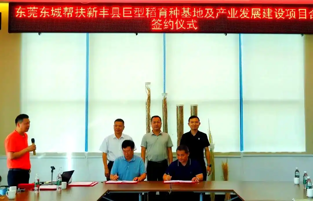 巨型稻项目落地新丰县，引领乡村振兴新潮