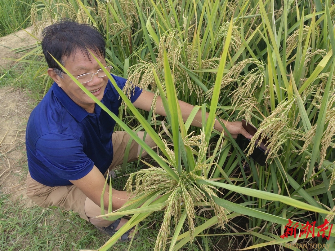 巨型稻试种喜获丰收